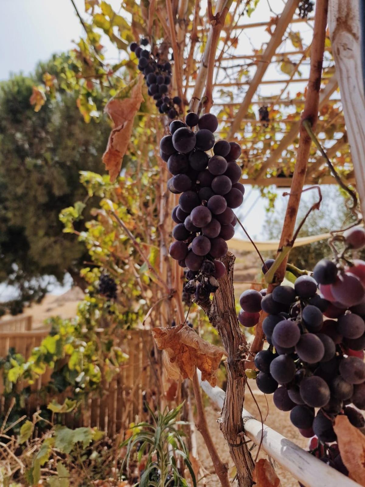 Glamping Finca El Olivo Mijas Eksteriør bilde